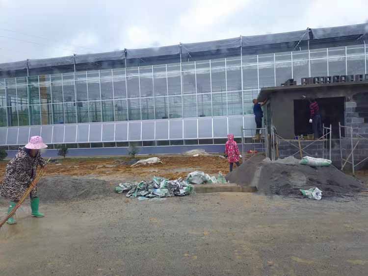 Soilless cultivation in glass greenhouse
