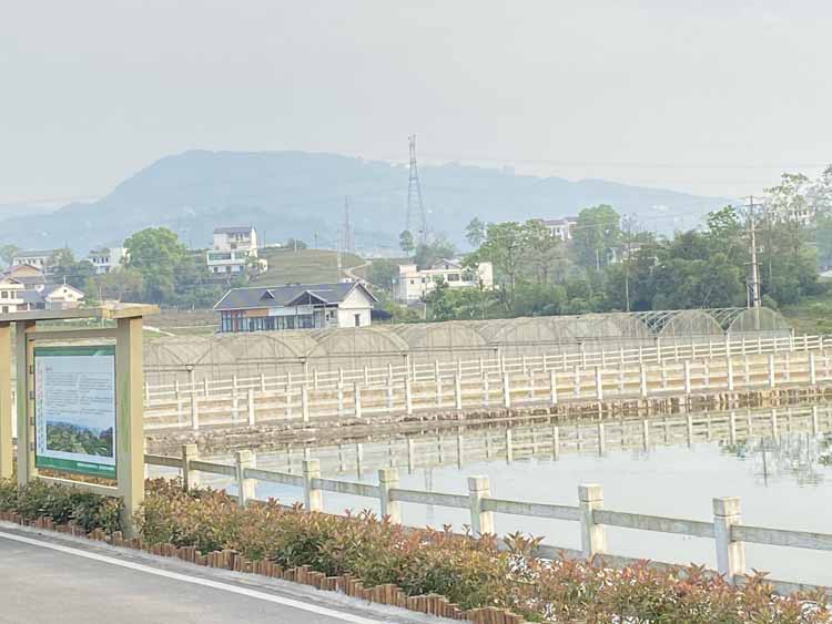 How to prevent gray mold of kidney bean in greenhouse How to prevent gray mold of kidney bean in greenhouse