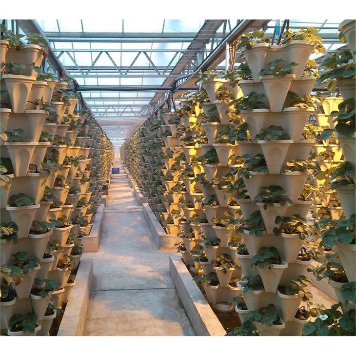 1.fruit glass greenhouse factory(001)